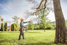 Reliable Clearlake Riviera, CA Tree Care Solutions