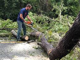 Tree and Shrub Care in Clearlake Riviera, CA