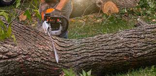 Best Tree Preservation Services  in Clearlake Riviera, CA