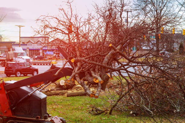Best Hazardous Tree Removal  in Clearlake Riviera, CA