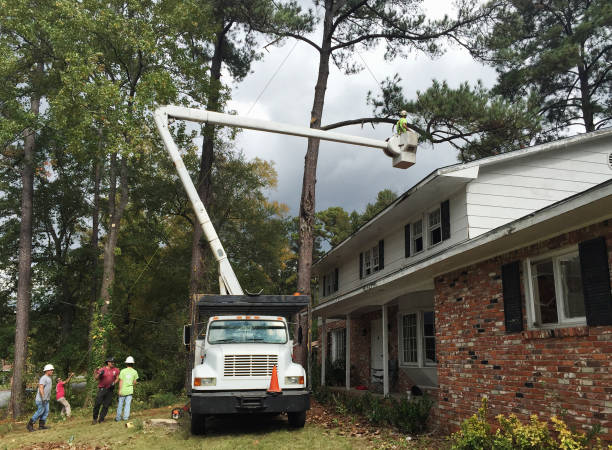 Best Tree Removal  in Clearlake Riviera, CA