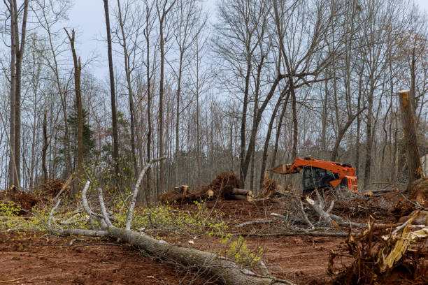 Best Arborist Consultation Services  in Clearlake Riviera, CA