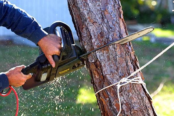 Best Seasonal Cleanup (Spring/Fall)  in Clearlake Riviera, CA