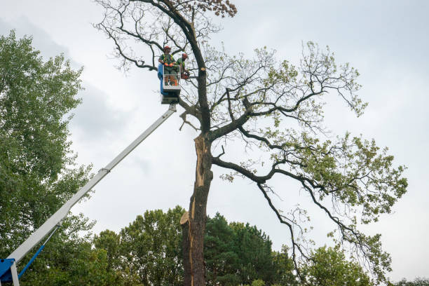 Best Tree Mulching  in Clearlake Riviera, CA