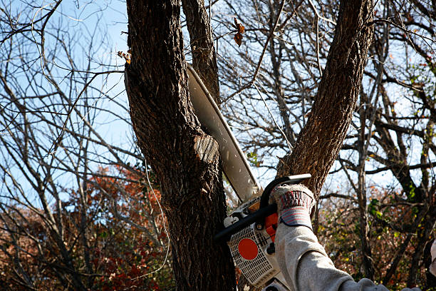 How Our Tree Care Process Works  in  Clearlake Riviera, CA