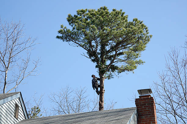 Best Utility Line Clearance  in Clearlake Riviera, CA