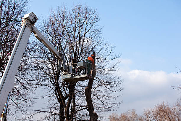 Best Tree Maintenance Programs  in Clearlake Riviera, CA